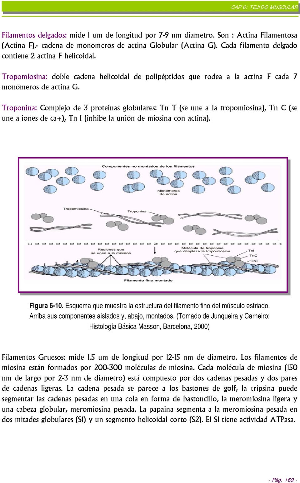 Troponina: Complejo de 3 proteinas globulares: Tn T (se une a la tropomiosina), Tn C (se une a iones de ca+), Tn I (inhibe la unión de miosina con actina). Figura 6-10.