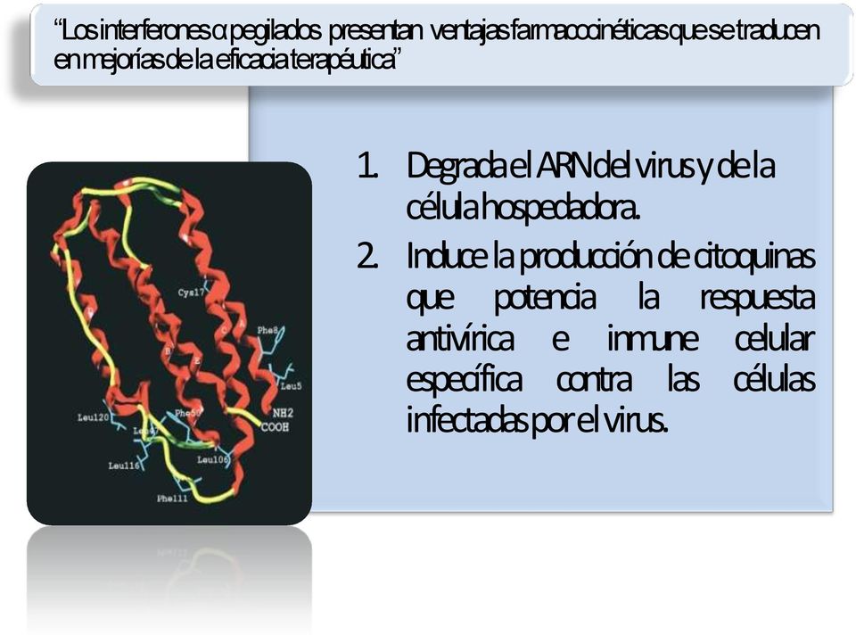 Degrada el ARN del virus y de la célula hospedadora. 2.