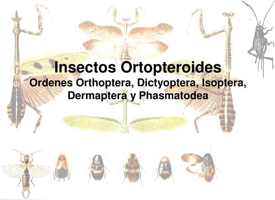 Dictyoptera, Isoptera,