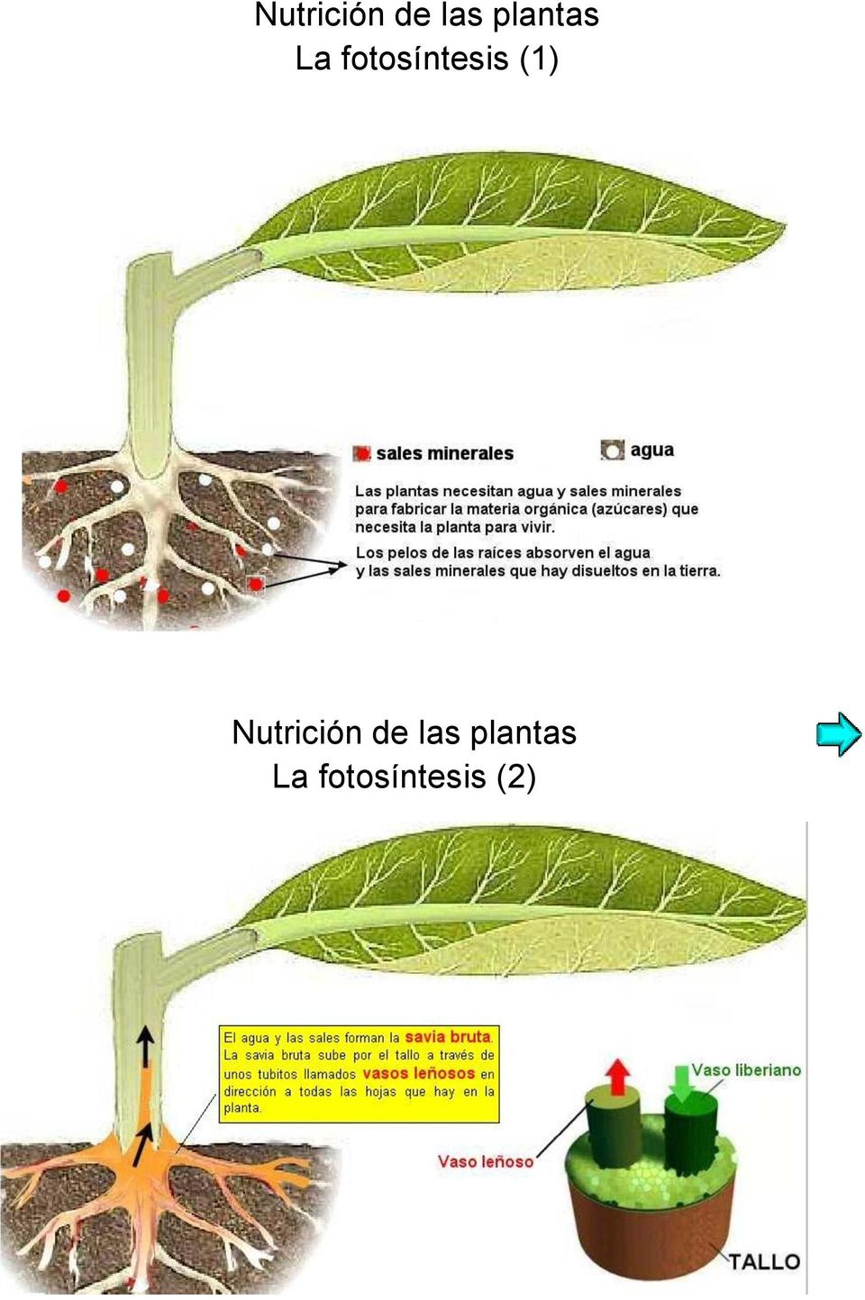 fotosíntesis (1)  