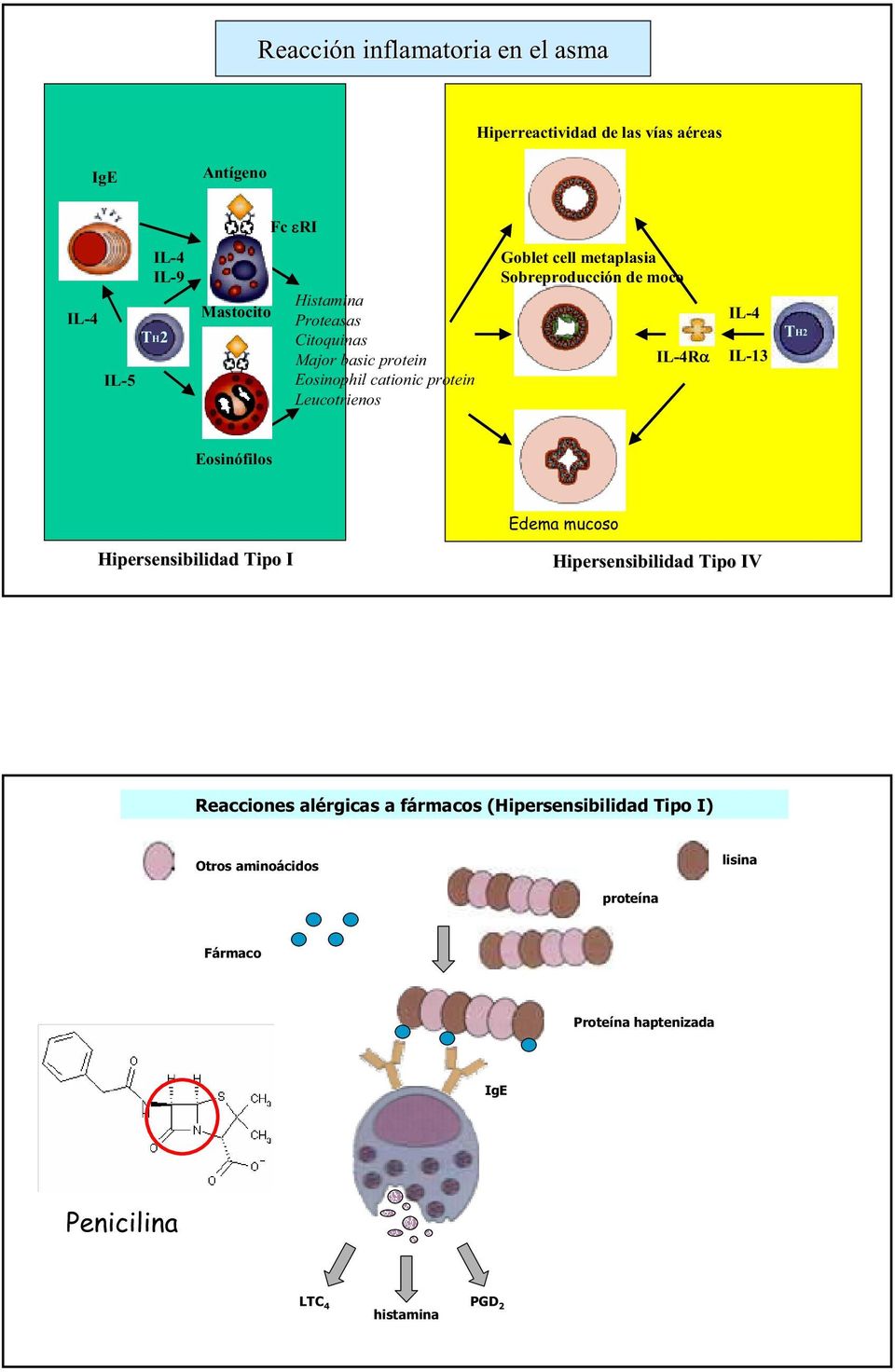 de moco IL-4R IL-4 IL-13 TH2 Eosinófilos Edema mucoso Hipersensibilidad Tipo I Hipersensibilidad Tipo IV Reacciones alérgicas a