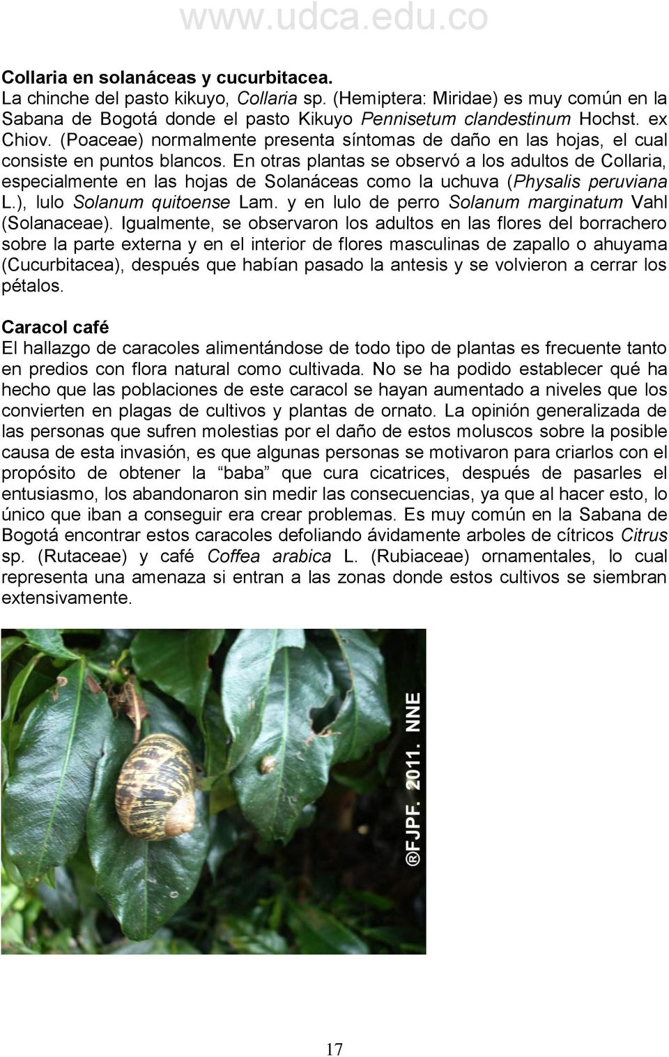 En otras plantas se observó a los adultos de Collaria, especialmente en las hojas de Solanáceas como la uchuva (Physalis peruviana L.), lulo Solanum quitoense Lam.