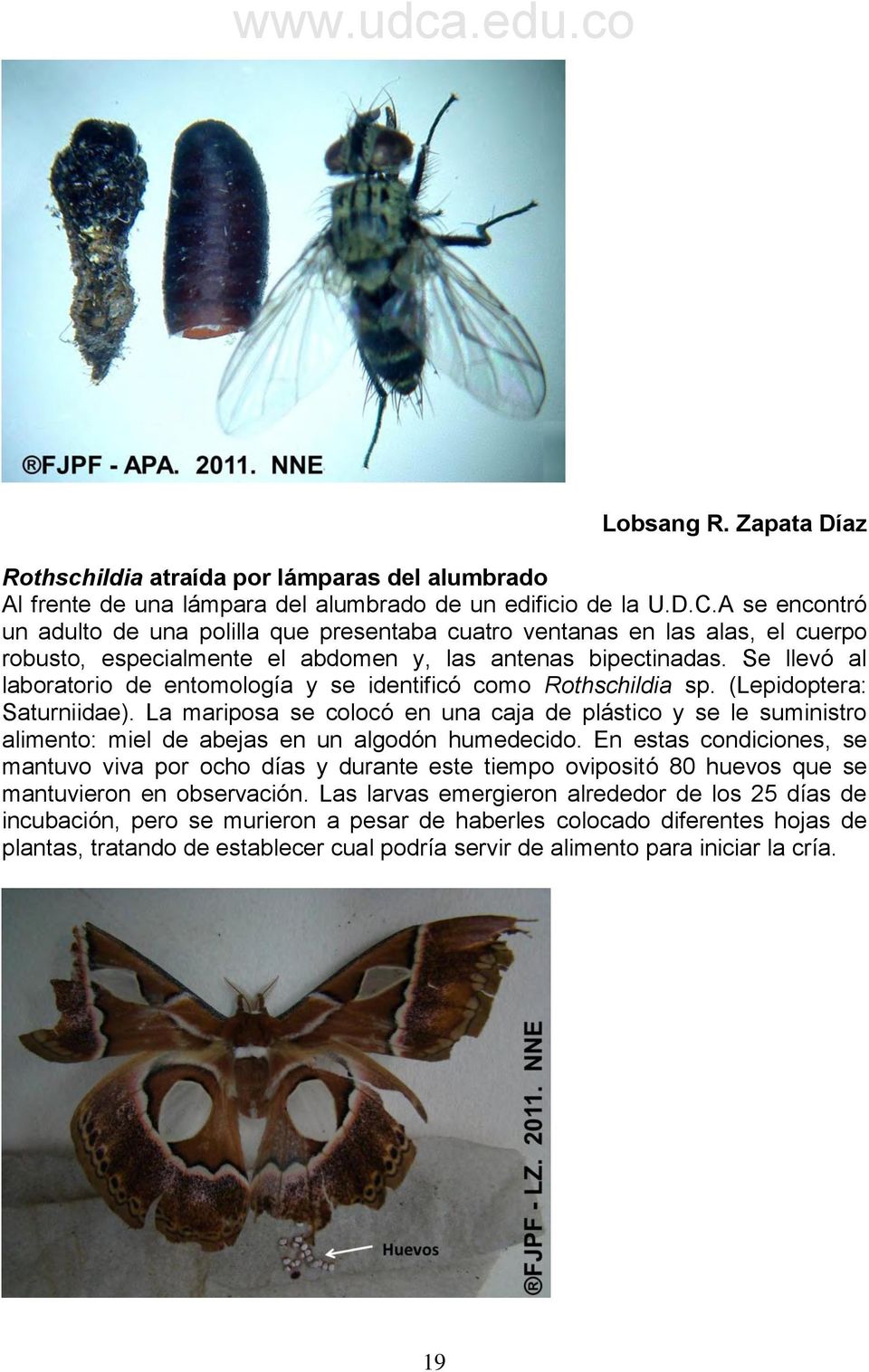 Se llevó al laboratorio de entomología y se identificó como Rothschildia sp. (Lepidoptera: Saturniidae).
