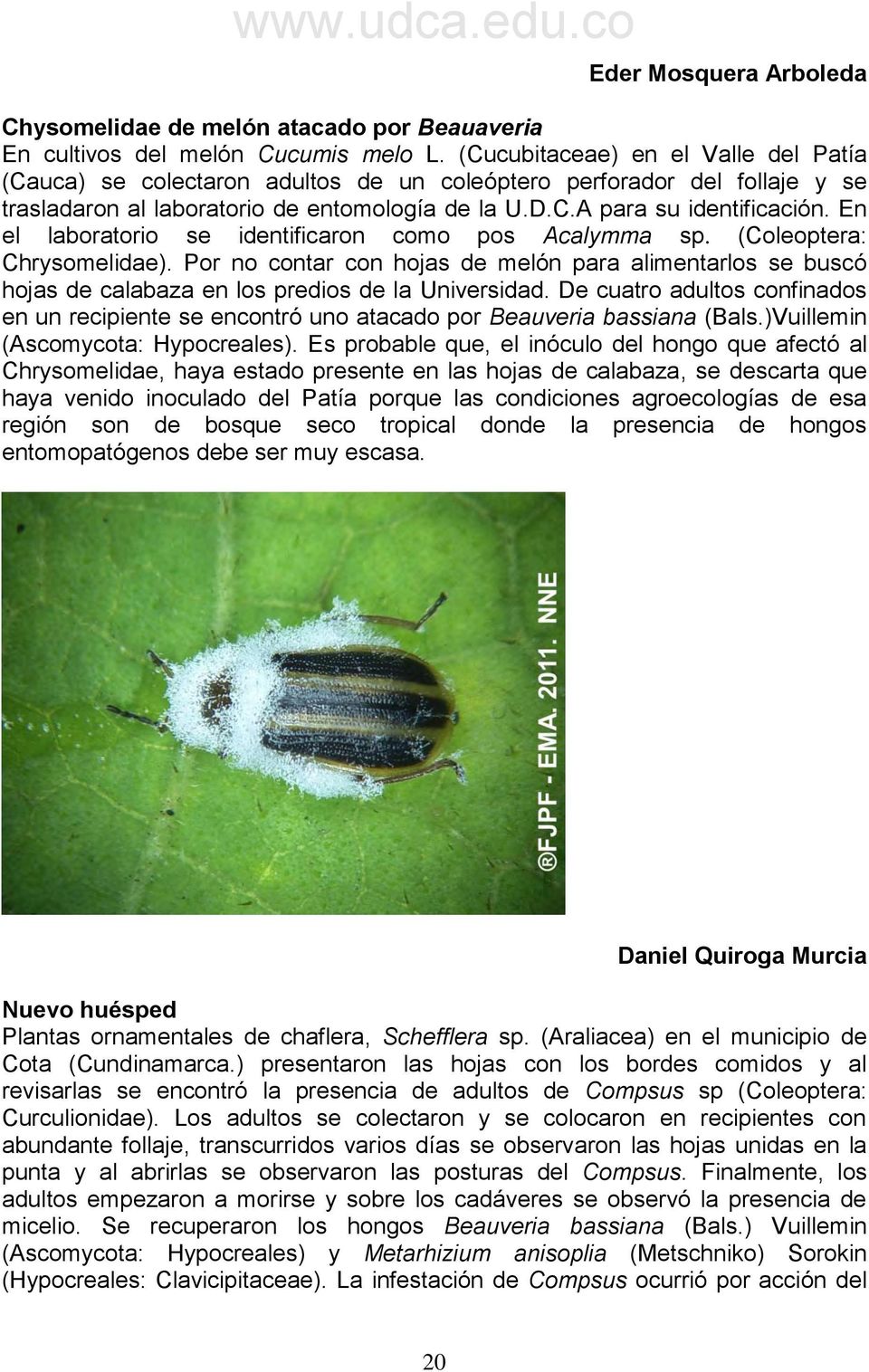 En el laboratorio se identificaron como pos Acalymma sp. (Coleoptera: Chrysomelidae). Por no contar con hojas de melón para alimentarlos se buscó hojas de calabaza en los predios de la Universidad.