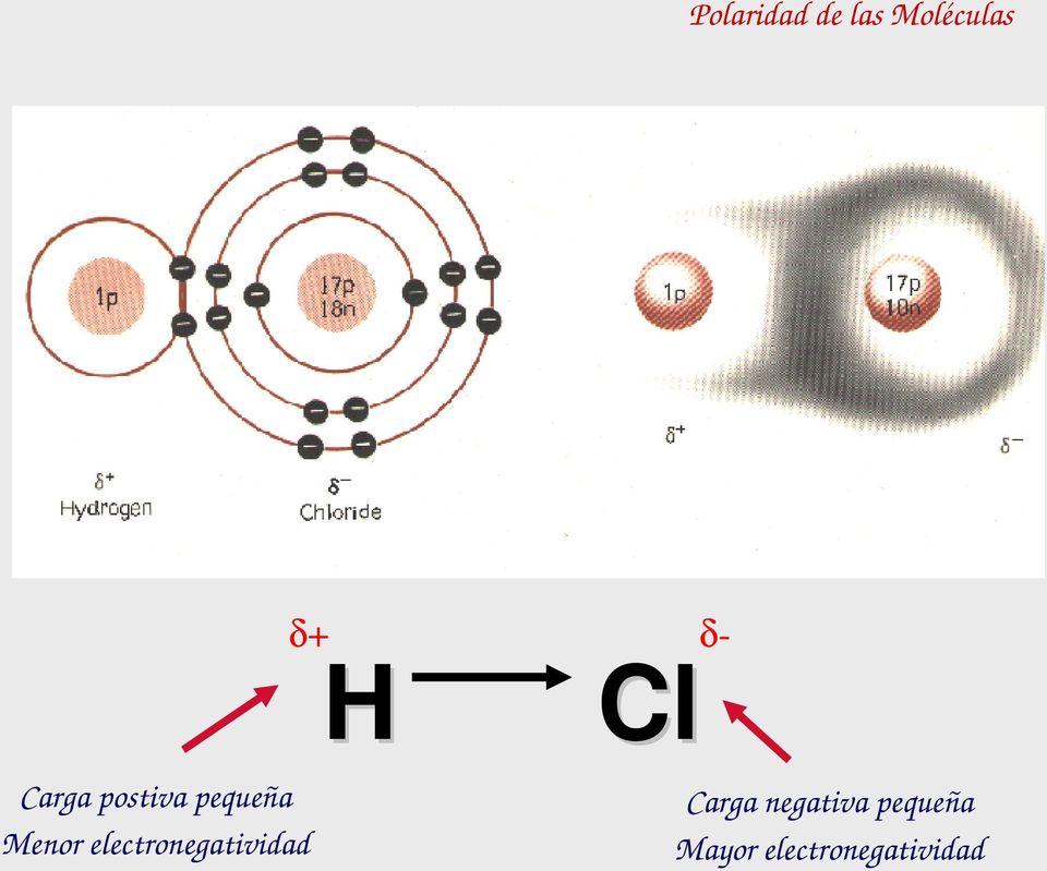 Menor electronegatividad δ- Cl Carga