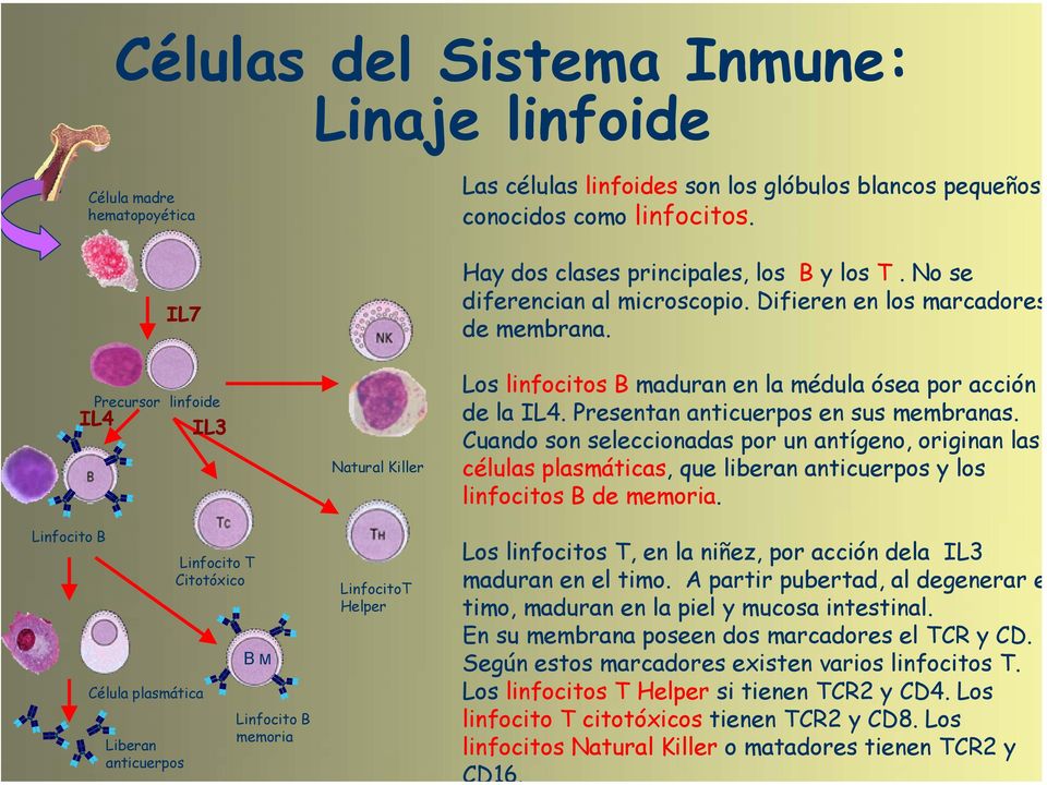 los T. No se diferencian al microscopio. Difieren en los marcadores de membrana. Los linfocitos B maduran en la médula ósea por acción de la IL4. Presentan anticuerpos en sus membranas.