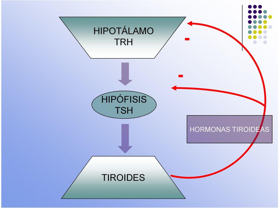 TSH - HORMONAS