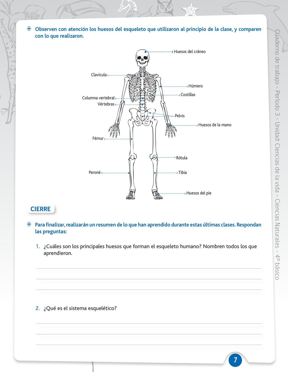 últimas clases. Respondan las preguntas: 1. Cuáles son los principales huesos que forman el esqueleto humano? Nombren todos los que aprendieron.