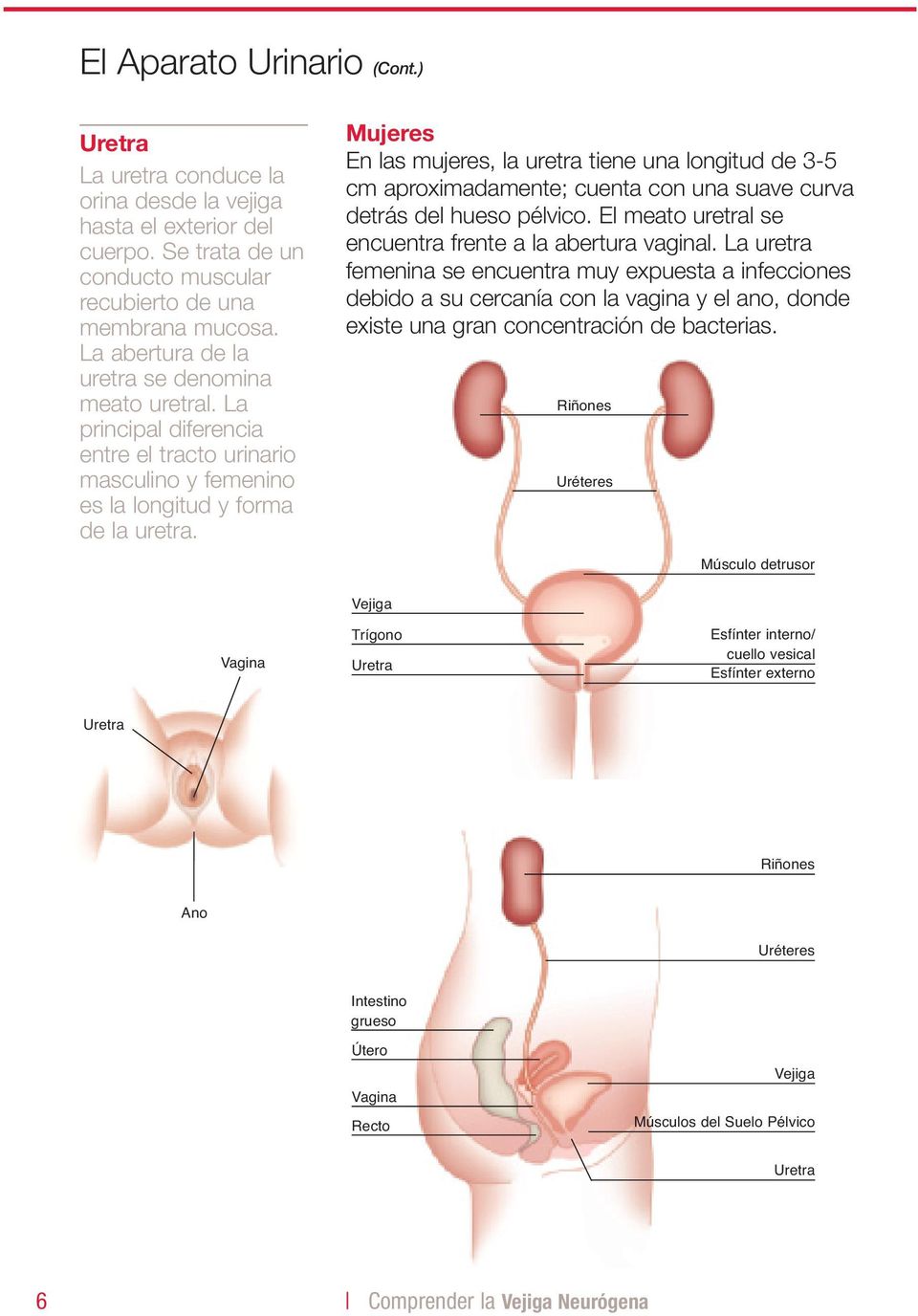 Mujeres En las mujeres, la uretra tiene una longitud de 3-5 cm aproximadamente; cuenta con una suave curva detrás del hueso pélvico. El meato uretral se encuentra frente a la abertura vaginal.