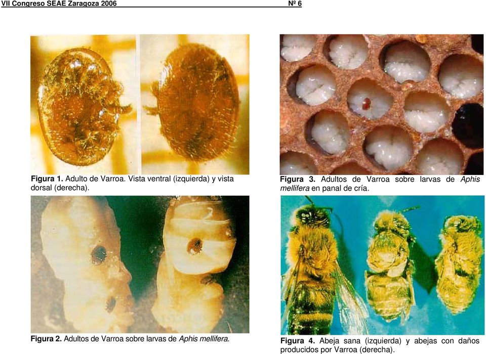 Adultos de Varroa sobre larvas de Aphis mellifera en panal de cría.