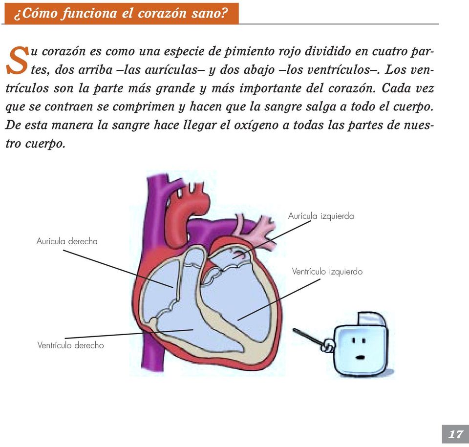 ventrículos. Los ventrículos son la parte más grande y más importante del corazón.