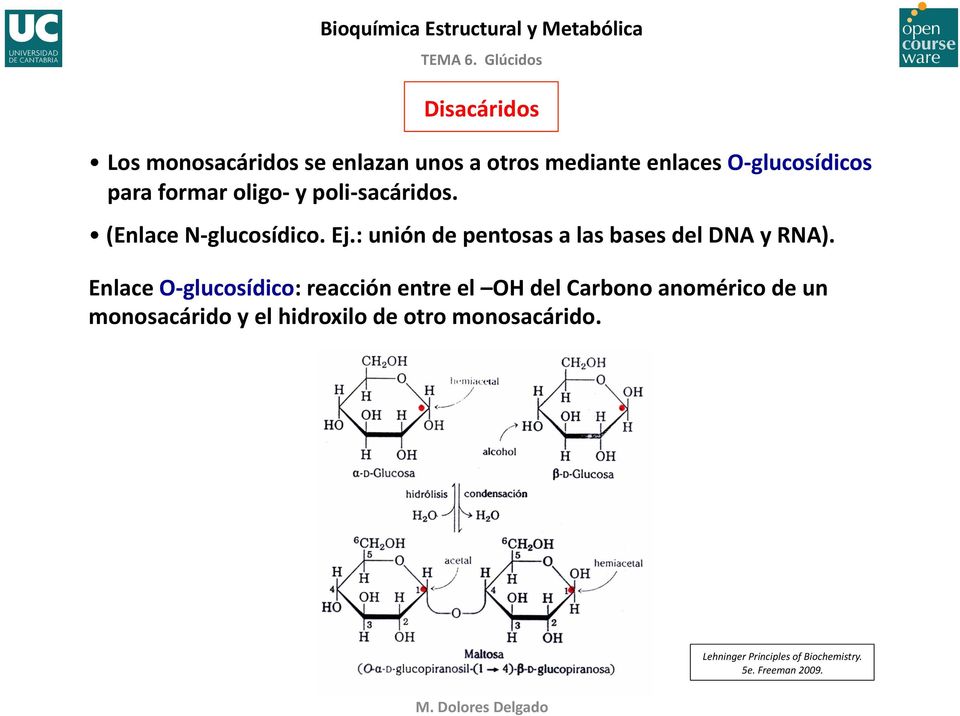 : unión de pentosas a las bases del DNA y RNA).