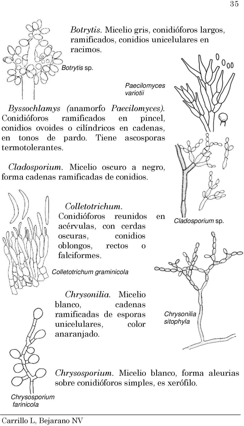 Micelio oscuro a negro, forma cadenas ramificadas de conidios. Colletotrichum. Conidióforos reunidos en acérvulas, con cerdas oscuras, conidios oblongos, rectos o falciformes.