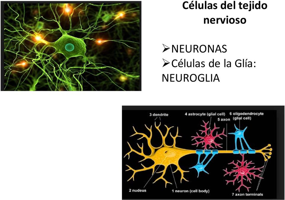 NEURONAS Células