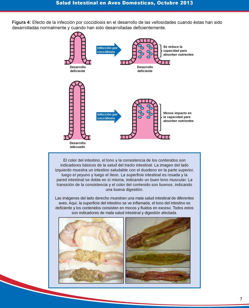 Desarrollo adecuado El color del intestino, el tono y la consistencia de los contenidos son indicadores básicos de la salud del tracto intestinal.