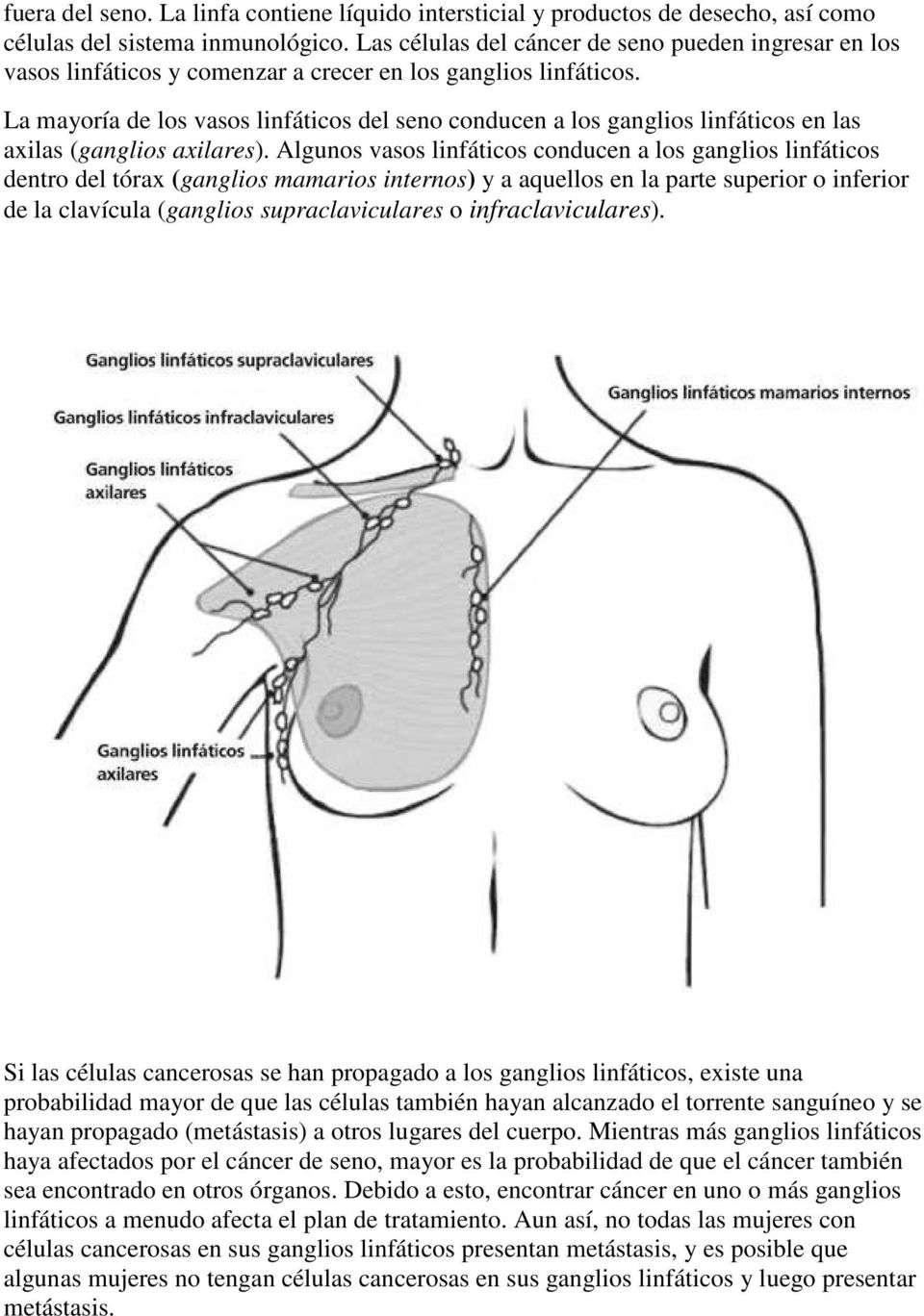 La mayoría de los vasos linfáticos del seno conducen a los ganglios linfáticos en las axilas (ganglios axilares).