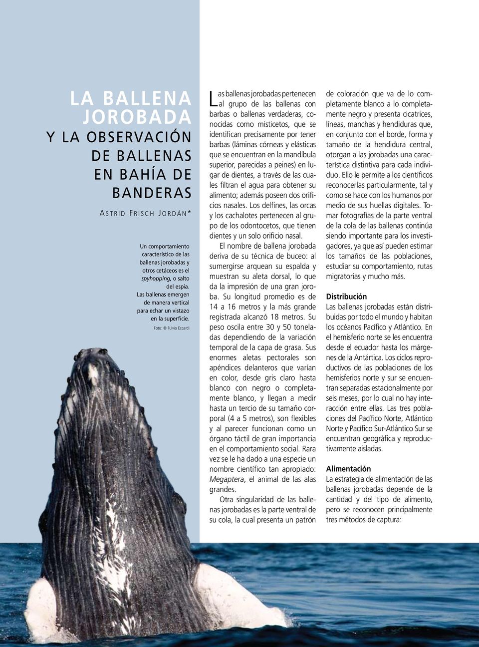 Foto: Fulvio Eccardi L as ballenas jorobadas pertenecen al grupo de las ballenas con barbas o ballenas verdaderas, conocidas como misticetos, que se identifican precisamente por tener barbas (láminas