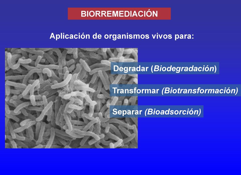 (Biodegradación) Transformar