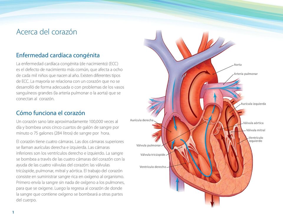 La mayoría se relaciona con un corazón que no se desarrolló de forma adecuada o con problemas de los vasos sanguíneos grandes (la arteria pulmonar o la aorta) que se conectan al corazón.