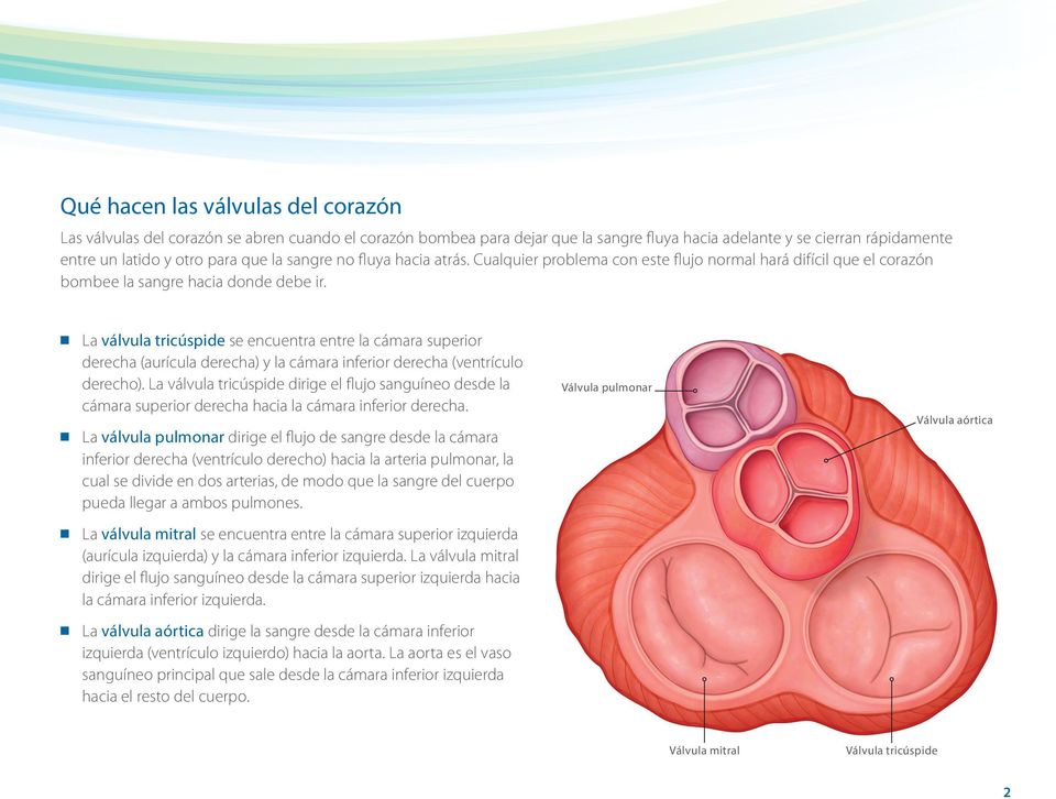 La válvula tricúspide se encuentra entre la cámara superior derecha (aurícula derecha) y la cámara inferior derecha (ventrículo derecho).