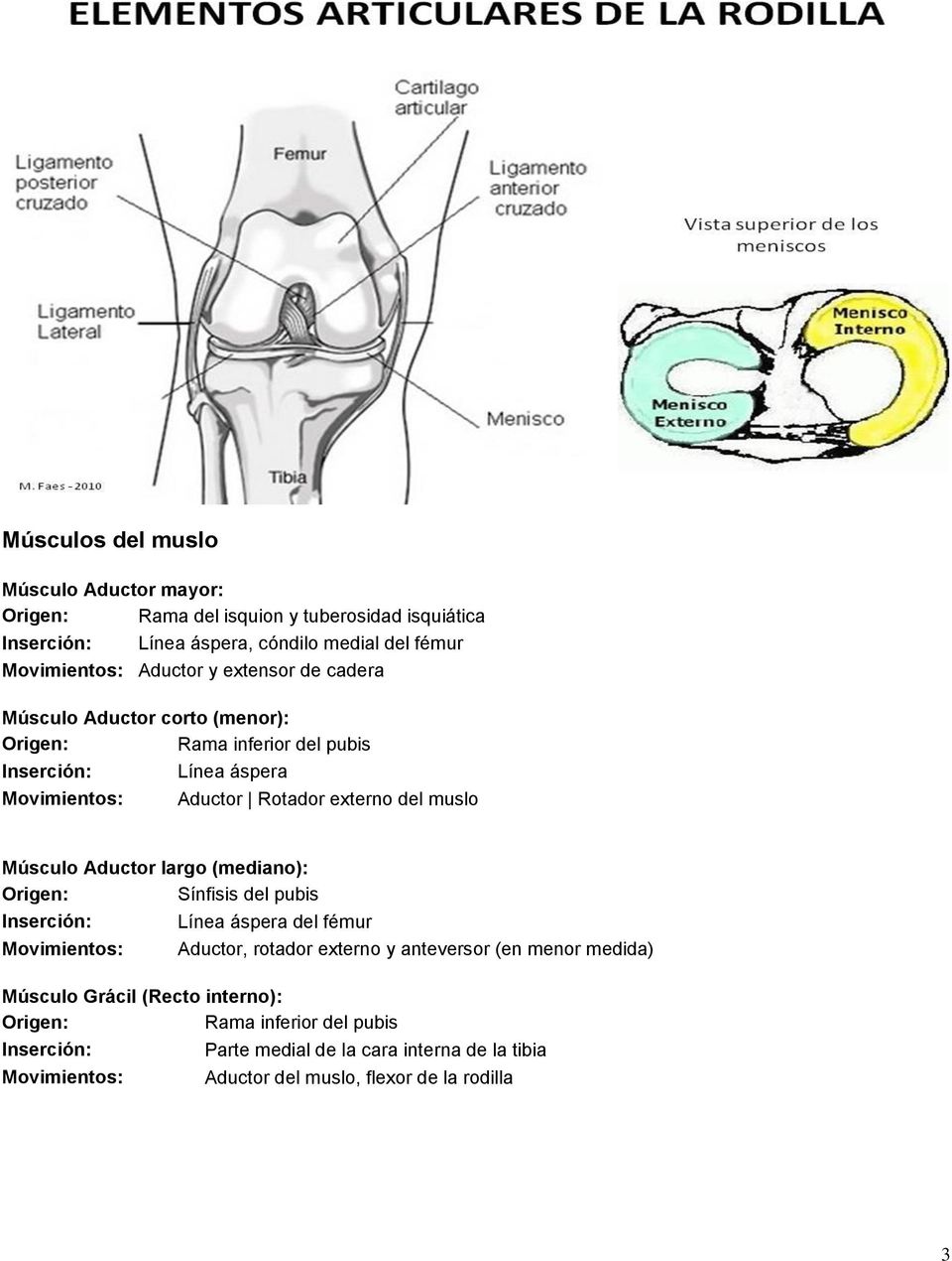 Aductor largo (mediano): Sínfisis del pubis Línea áspera del fémur Movimientos: Aductor, rotador externo y anteversor (en menor medida) Músculo