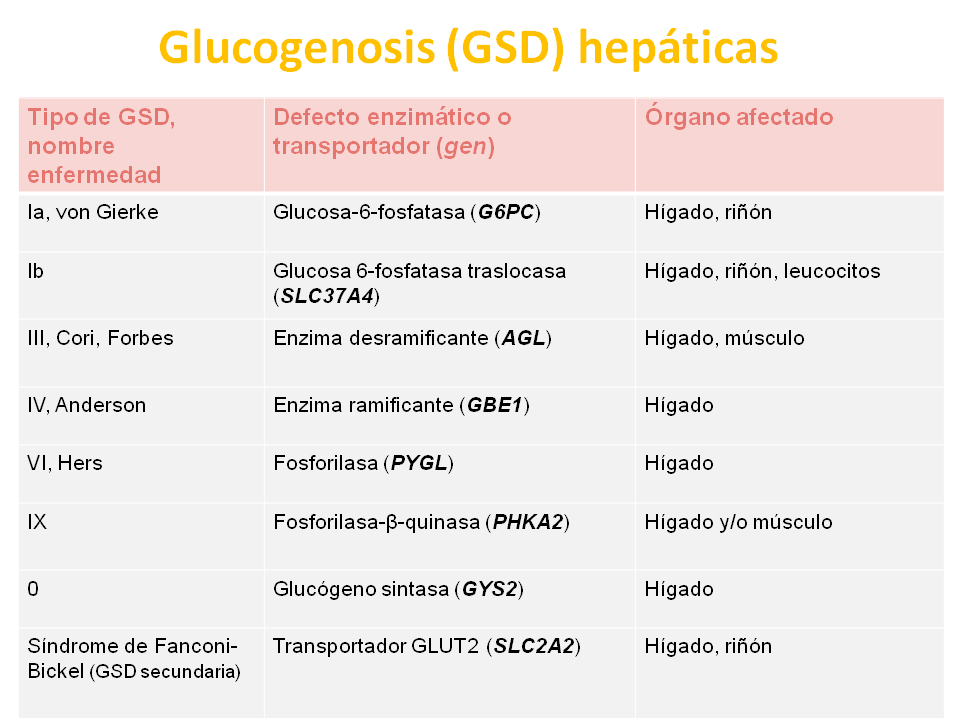 Trataremos las glucogenosis hepáticas y musculares en dos apartados diferentes. QUÉ SON LAS GLUCOGENOSIS HEPÁTICAS?
