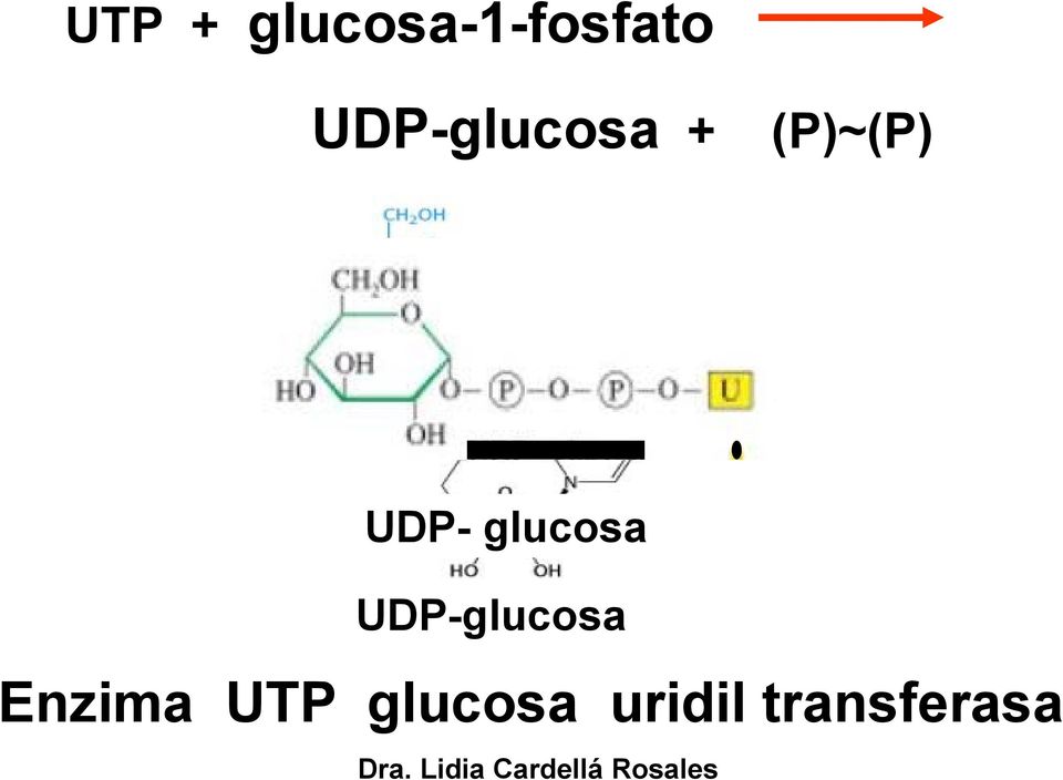 glucosa UDP-glucosa Enzima UTP