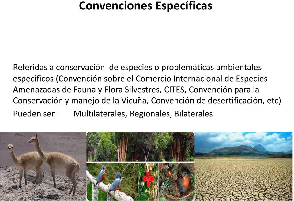 Amenazadas de Fauna y Flora Silvestres, CITES, Convención para la Conservación y