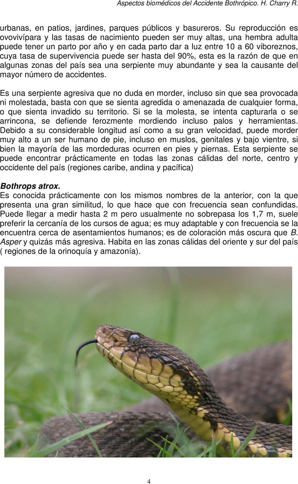 supervivencia puede ser hasta del 90%, esta es la razón de que en algunas zonas del país sea una serpiente muy abundante y sea la causante del mayor número de accidentes.