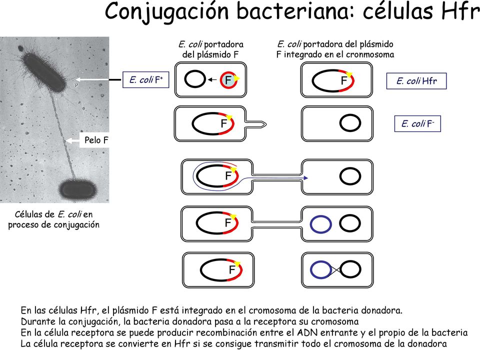 coli en proceso de conjugación F F En las células Hfr, el plásmido F está integrado en el cromosoma de la bacteria donadora.