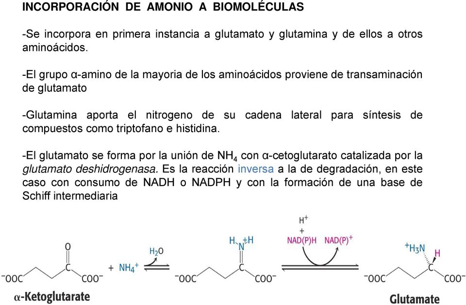 para síntesis de compuestos como triptofano e histidina.