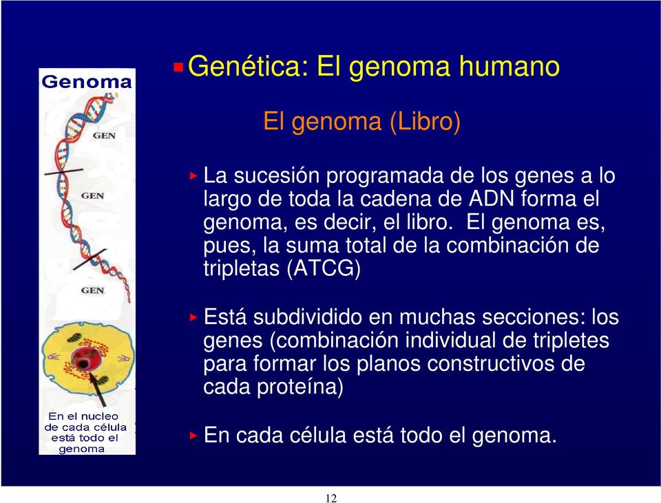 El genoma es, pues, la suma total de la combinación de tripletas (ATCG) < Está subdividido en muchas