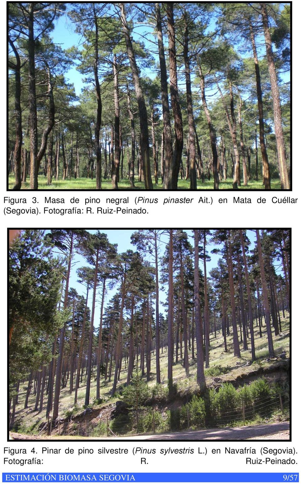 Figura 4. Pinar de pino silvestre (Pinus sylvestris L.