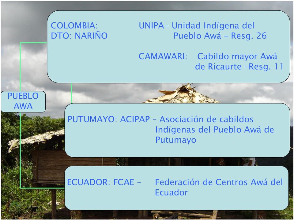 11 PUEBLO AWA PUTUMAYO: ACIPAP Asociación de cabildos Indígenas