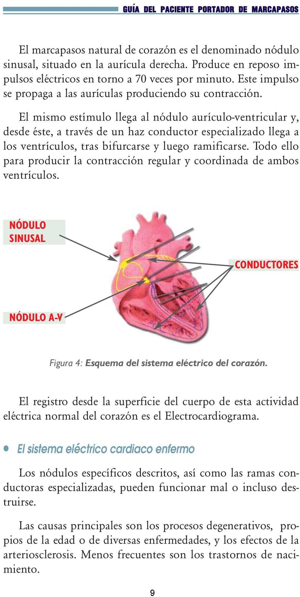 El mismo estímulo llega al nódulo aurículo-ventricular y, desde éste, a través de un haz conductor especializado llega a los ventrículos, tras bifurcarse y luego ramificarse.