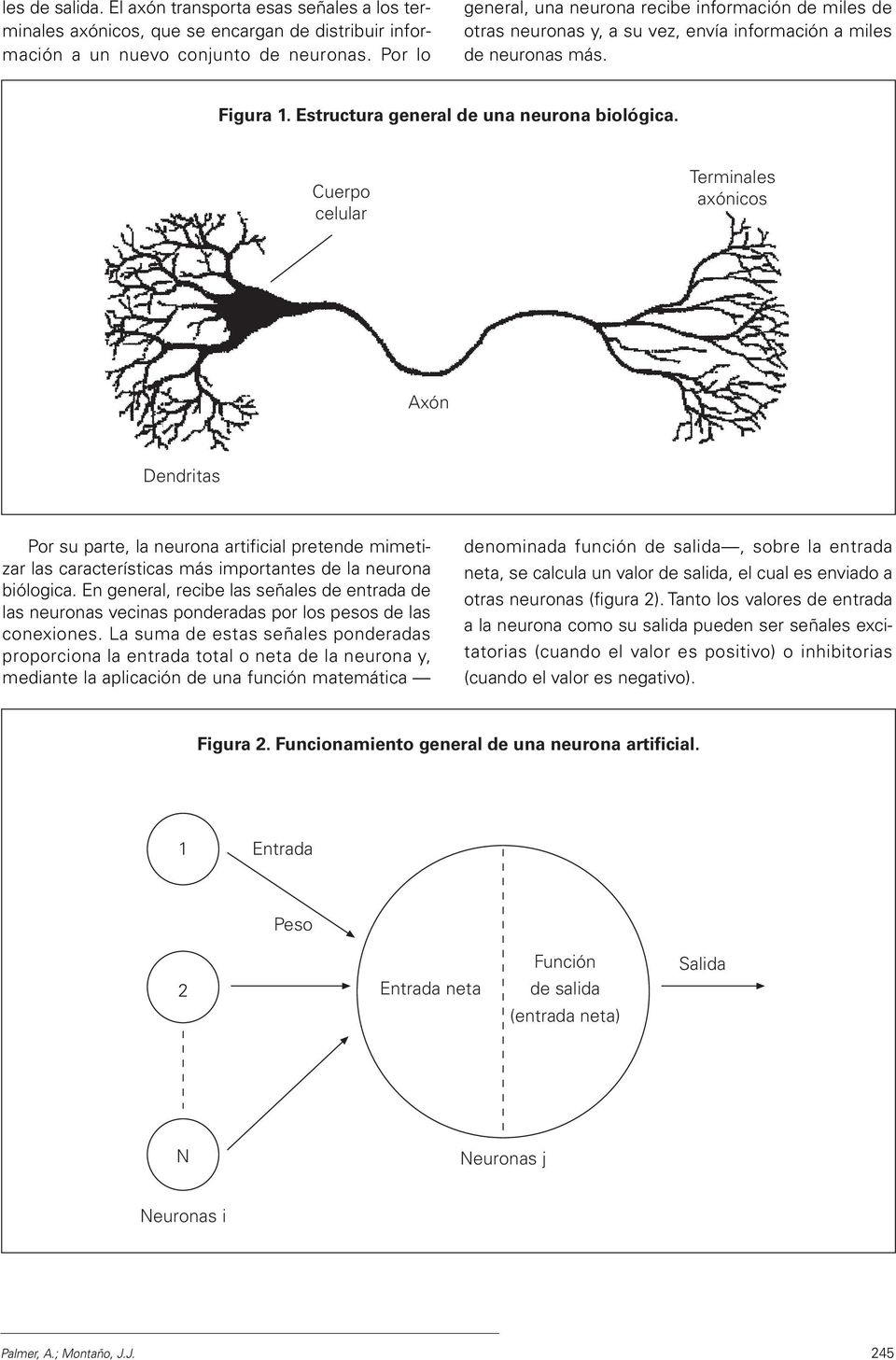Cuerpo celular Terminales axónicos Axón Dendritas Por su parte, la neurona artificial pretende mimetizar las características más importantes de la neurona biólogica.