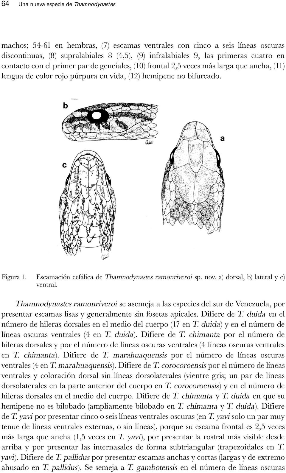Escamación cefálica de Thamnodynastes ramonriveroi sp. nov. a) dorsal, b) lateral y c) ventral.