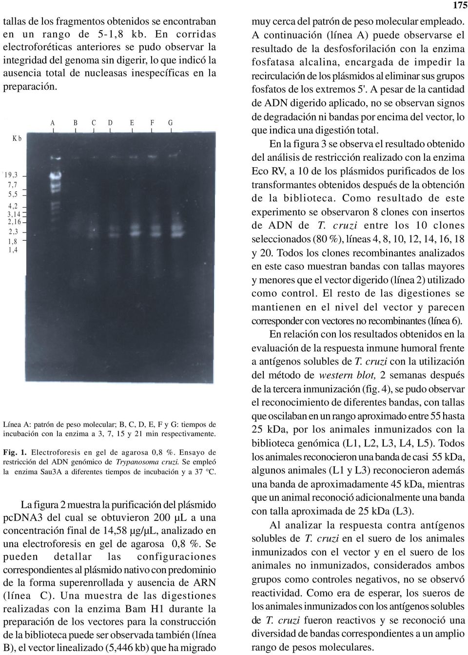 Kb 19,3 7,7 5,5 4,2 3,14 2,16 2,3 1,8 1,4 A B C D E F G Línea A: patrón de peso molecular; B, C, D, E, F y G: tiempos de incubación con la enzima a 3, 7, 15 y 21 min respectivamente. Fig. 1. Electroforesis en gel de agarosa 0,8 %.