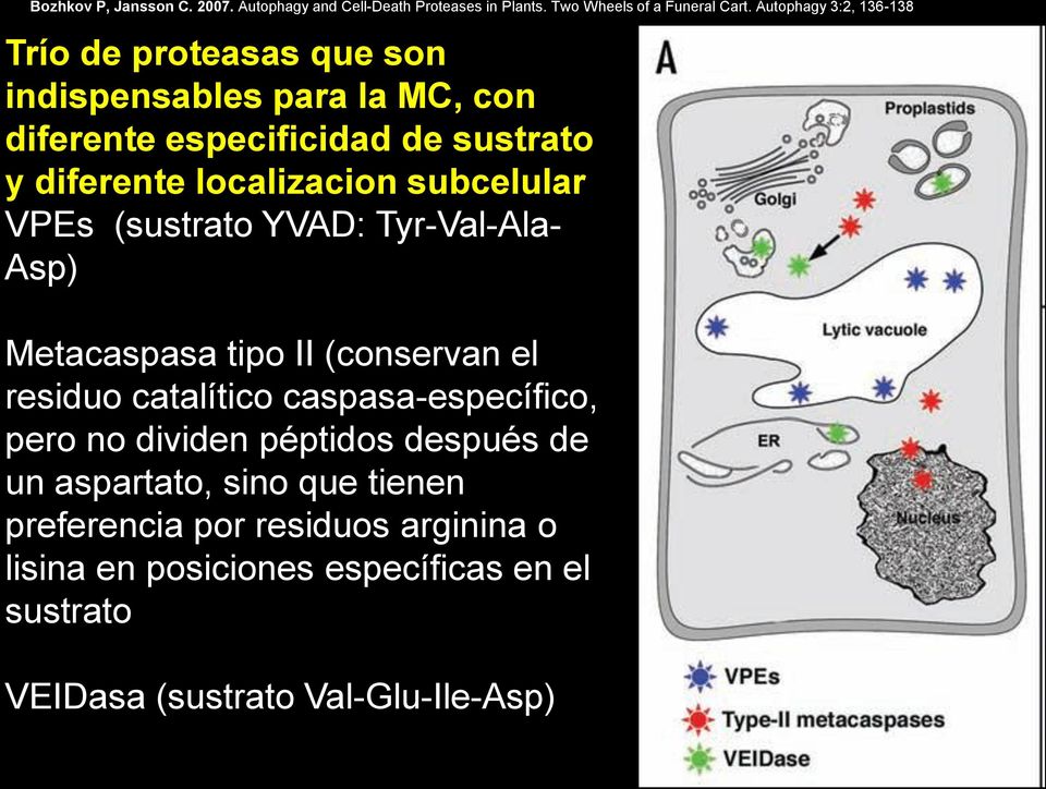 localizacion subcelular VPEs (sustrato YVAD: Tyr-Val-Ala- Asp) Metacaspasa tipo II (conservan el residuo catalítico caspasa-específico,