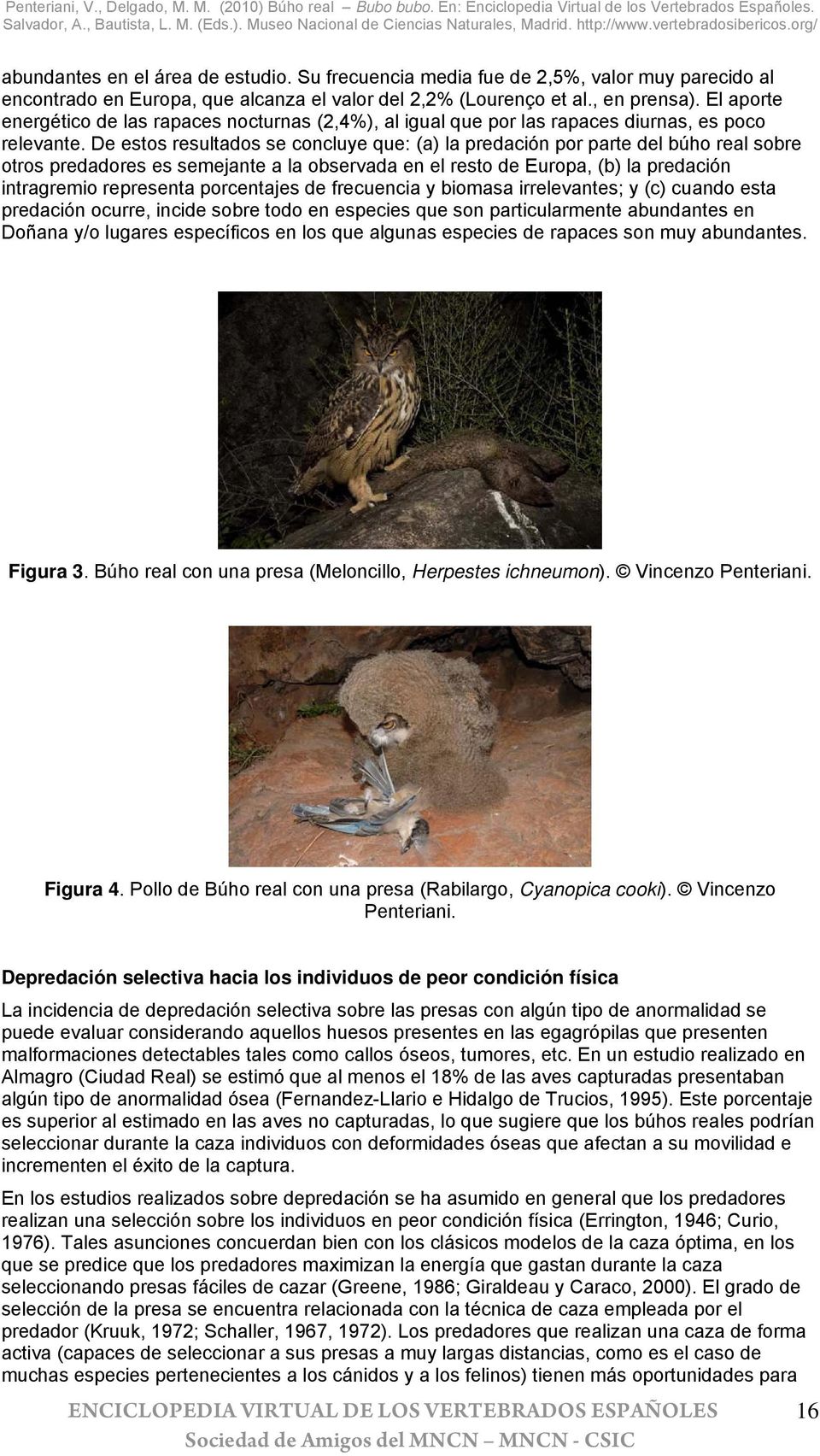 De estos resultados se concluye que: (a) la predación por parte del búho real sobre otros predadores es semejante a la observada en el resto de Europa, (b) la predación intragremio representa