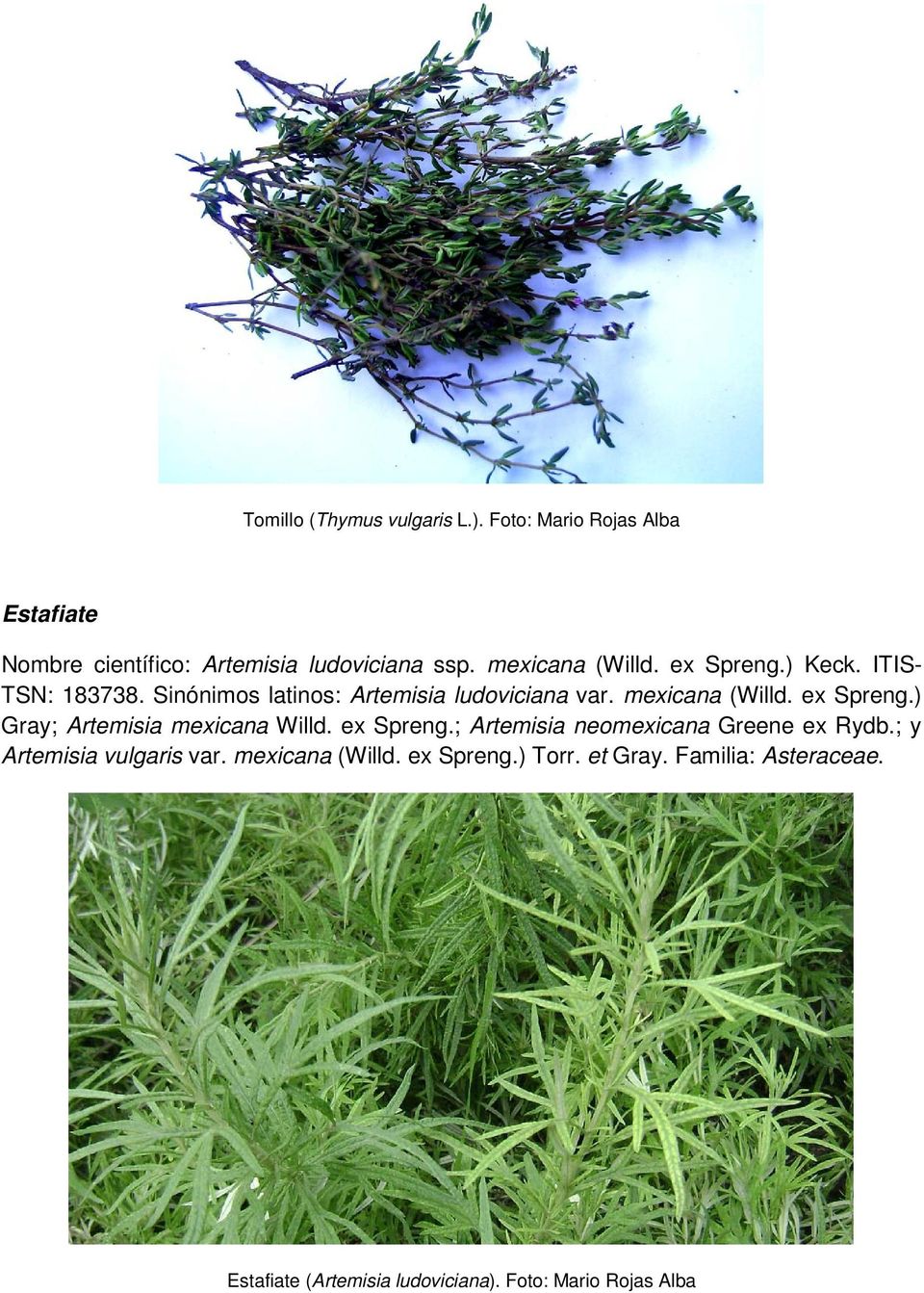 ex Spreng.) Gray; Artemisia mexicana Willd. ex Spreng.; Artemisia neomexicana Greene ex Rydb.