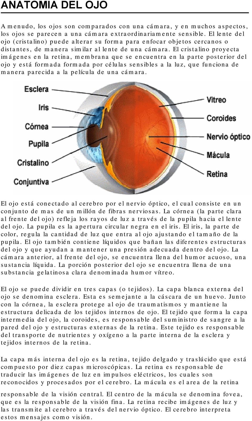 El cristalino proyecta imágenes en la retina, membrana que se encuentra en la parte posterior del ojo y está formada formada por células sensibles a la luz, que funciona de manera parecida a la