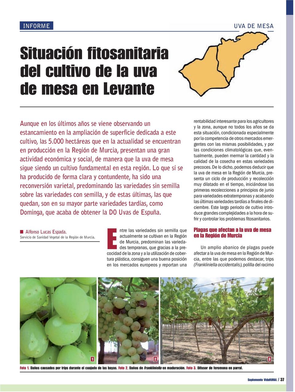 000 hectáreas que en la actualidad se encuentran en producción en la Región de Murcia, presentan una gran actividad económica y social, de manera que la uva de mesa sigue siendo un cultivo