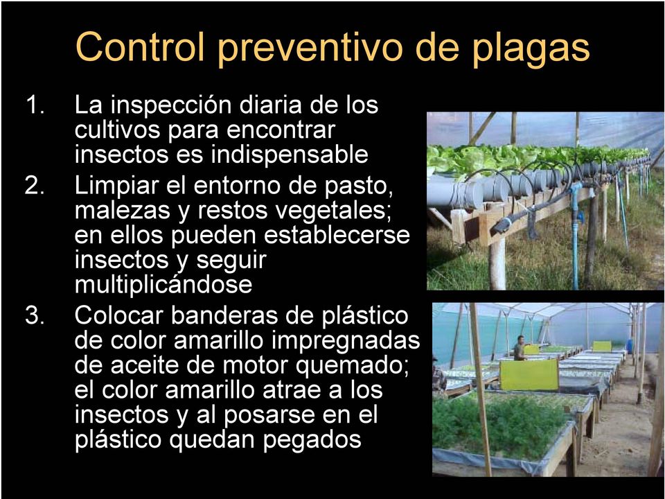 Limpiar el entorno de pasto, malezas y restos vegetales; en ellos pueden establecerse insectos y