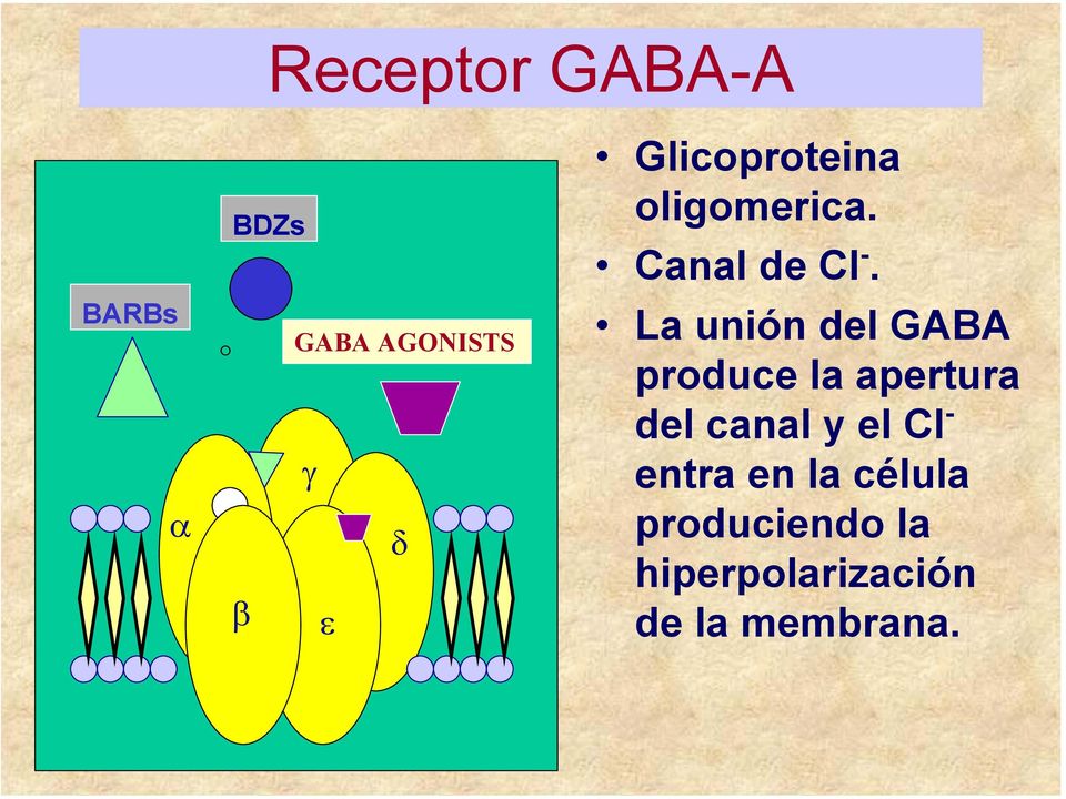 La unión del GABA produce la apertura del canal y el