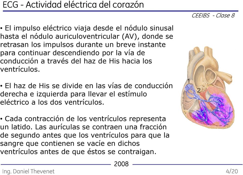 El haz de His se divide en las vías de conducción derecha e izquierda para llevar el estímulo eléctrico a los dos ventrículos.