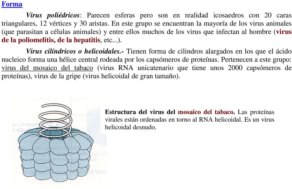 etc...). Virus cilíndricos o helicoidales.- Tienen forma de cilindros alargados en los que el ácido nucleico forma una hélice central rodeada por los capsómeros de proteínas.