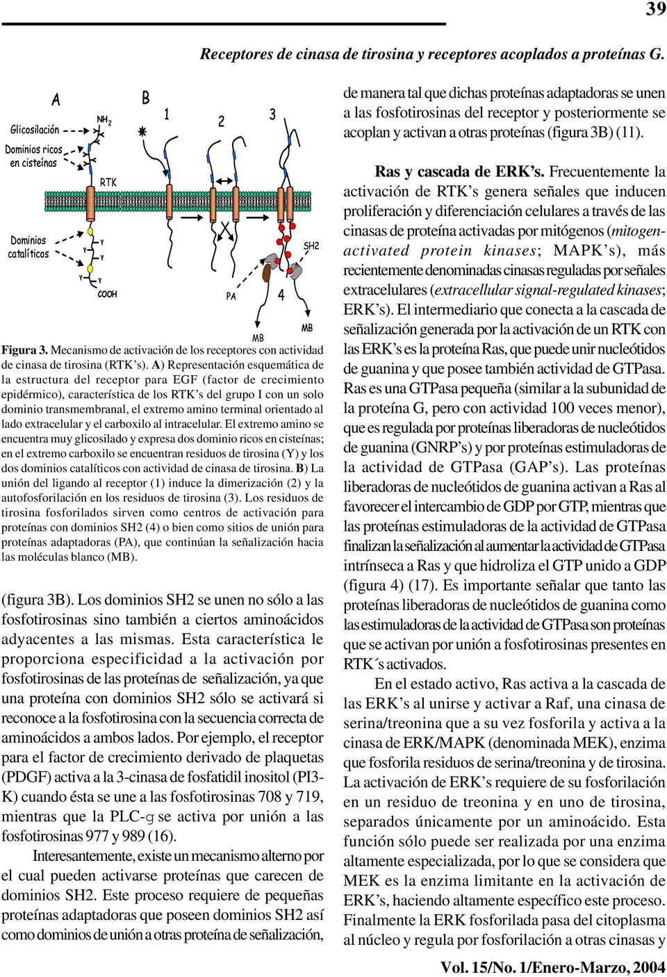 A) Representación esquemática de la estructura del receptor para EGF (factor de crecimiento epidérmico), característica de los RTK s del grupo I con un solo dominio transmembranal, el extremo amino