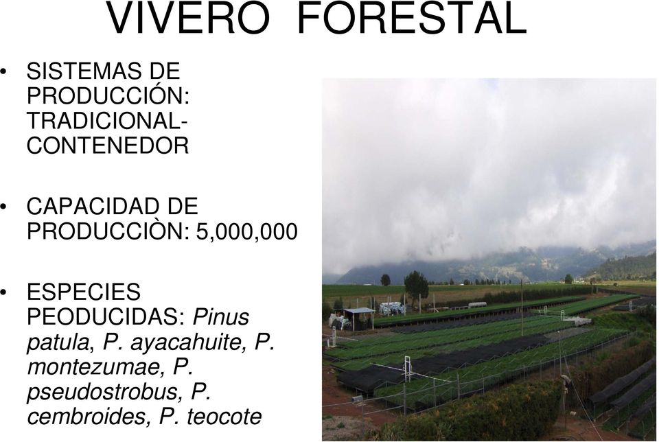 ESPECIES PEODUCIDAS: Pinus patula, P. ayacahuite, P.