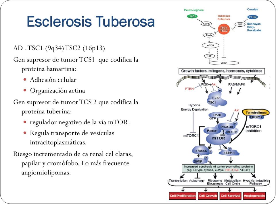 celular Organización actina Gen supresor de tumor TCS 2 que codifica la proteína tuberina: